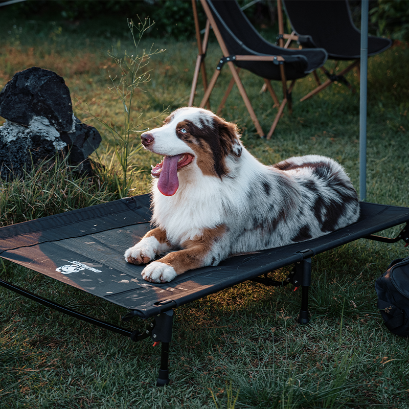 Elevated Dog Bed 01