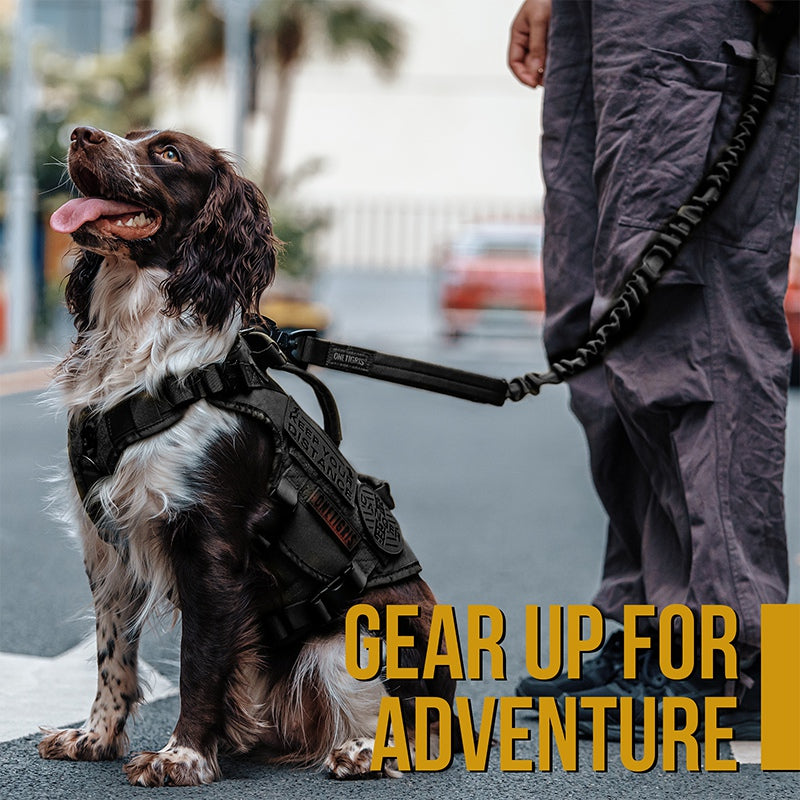 Bungee Dog Leash 110