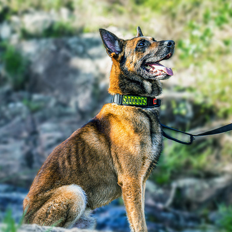 Dog Collar 08