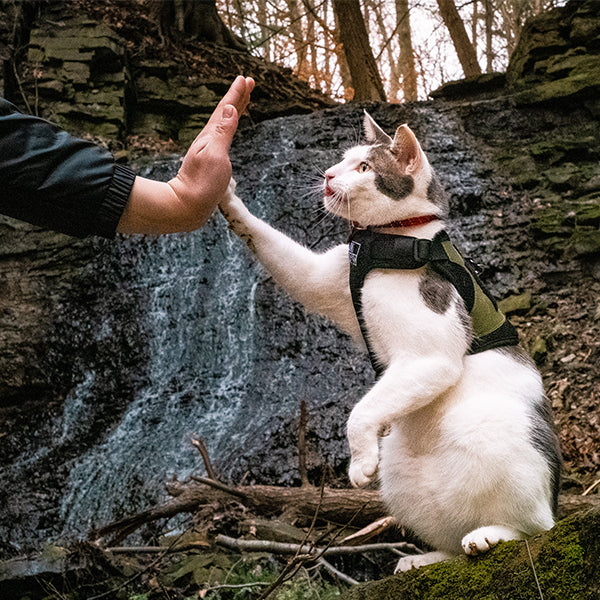 HOW TO HARNESS AND LEASH TRAIN YOUR CAT