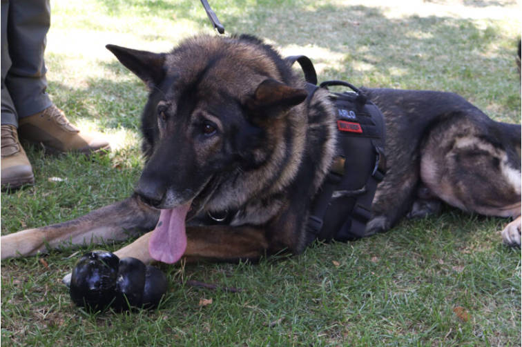 A Hero‘s Return: Retired K-9 Arlo’s Story of Survival – and Why OneTigris Gears Up Working Dogs
