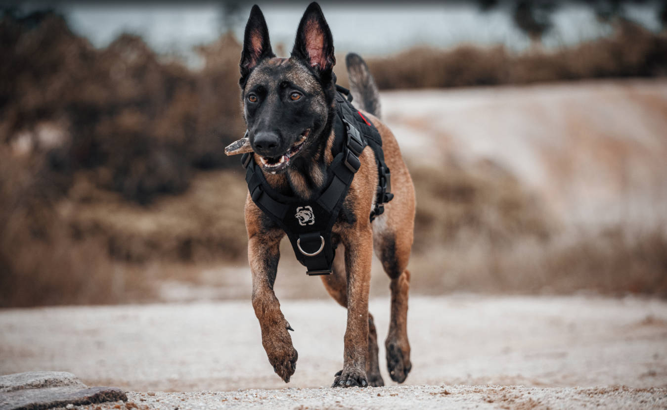 How a OneTigris Harness Transformed Zeus the Staffy: A Real Owner's Story