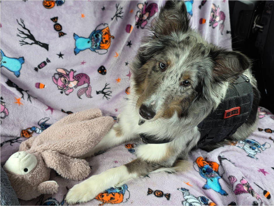 OneTigris Harness Saved My Dog from a Car Fire: Lily's True Story