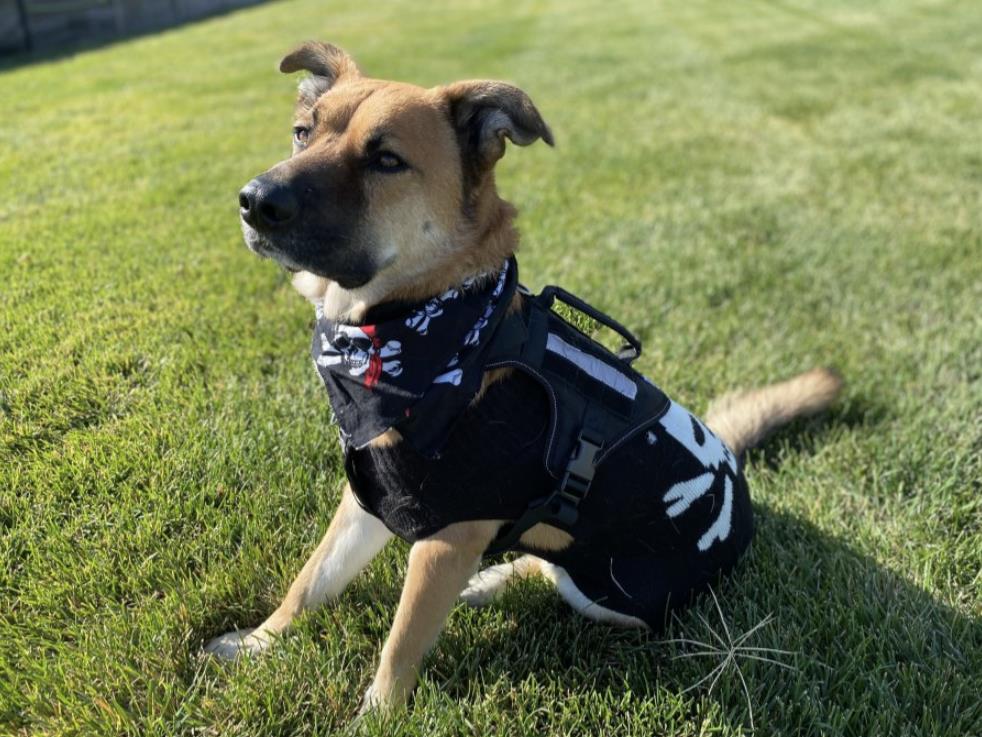 NEW PRODUCT! "FIRE TANKER" K9 HARNESS USER REVIEWS