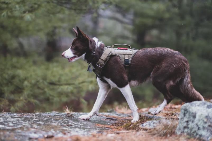 "FIRE TANKER" K9 HARNESS REVIEW BY THE DOG GEAR REVIEW