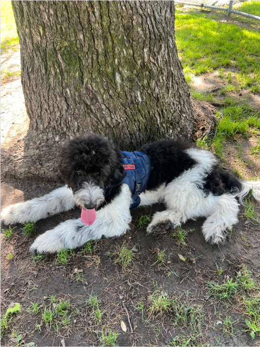 Our Puppy Is Alive and OK”: Snoopy’s Story