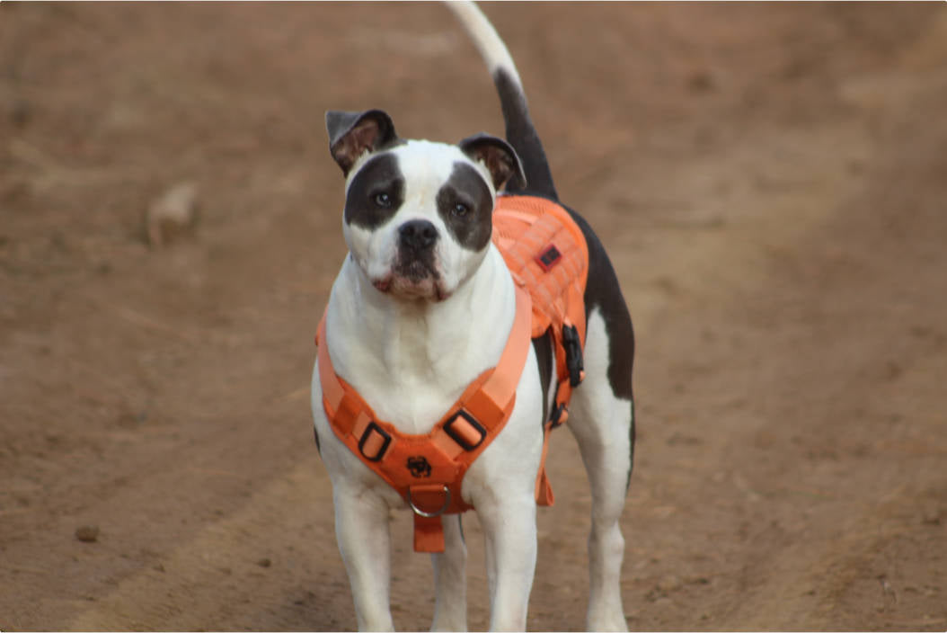 3 Years, One Harness: Maverick the Pit Bull & His Owner's Story of Survival