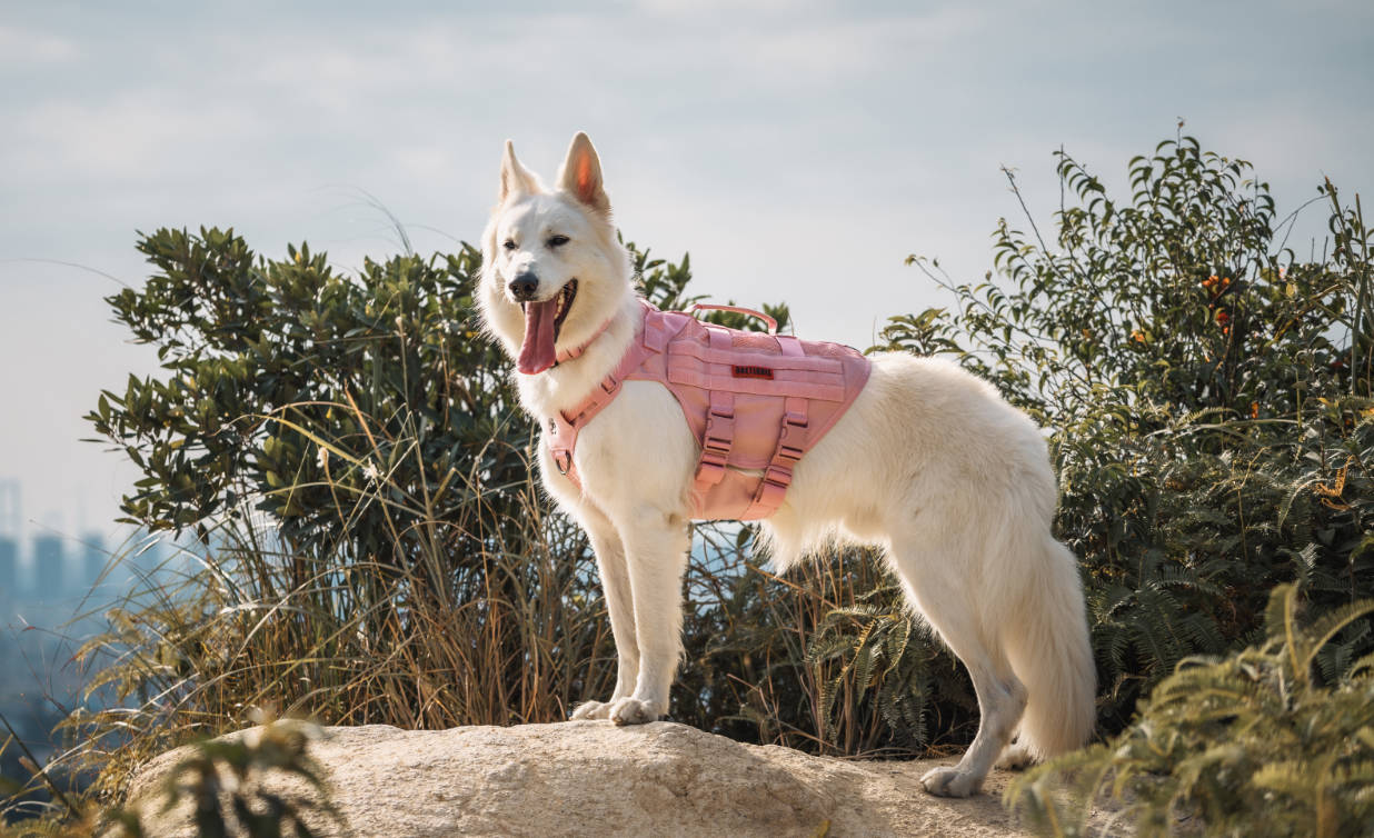 X Destroyer Harness Saved My Jack Russell from a Dog Attack: Ace's Story