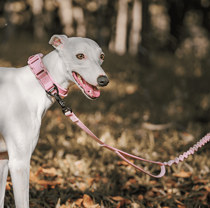 Best Dog Leash for Large Dogs: Choose by Use Case
