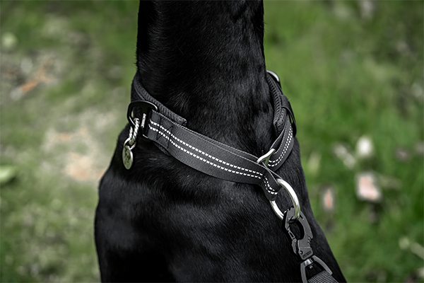Martingale Collars: What They Are and How to Use Them