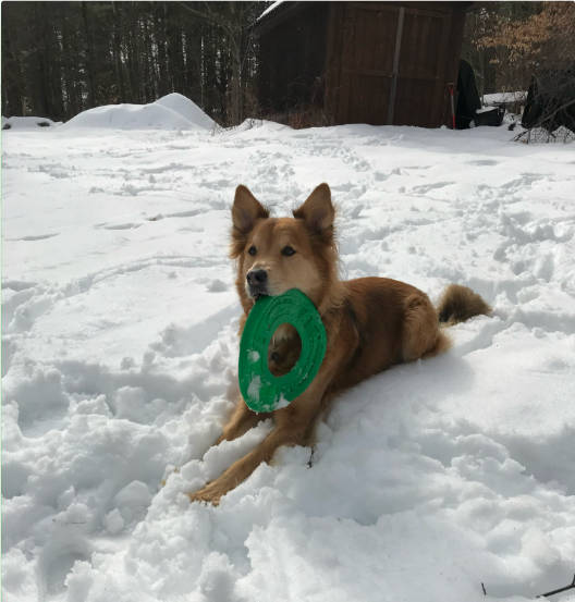 How a Lift Harness Gave Tucker Extra Time: A Senior Dog Mobility Story