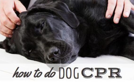 CANINE CPR AND FIRST-AID KITS