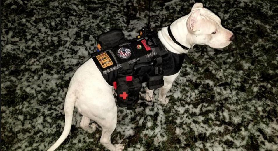 "SUBMARINER" TACTICAL DOG HARNESS REVIEW