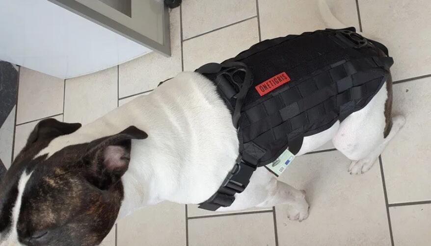 "POWER ROCKET" K9 HARNESS REVIEW