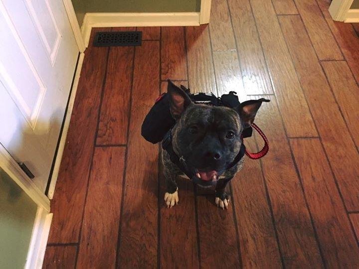 Indoor Dog Exercise Guide: Rainy Day Activities & Gear to Tire Out Your Pup