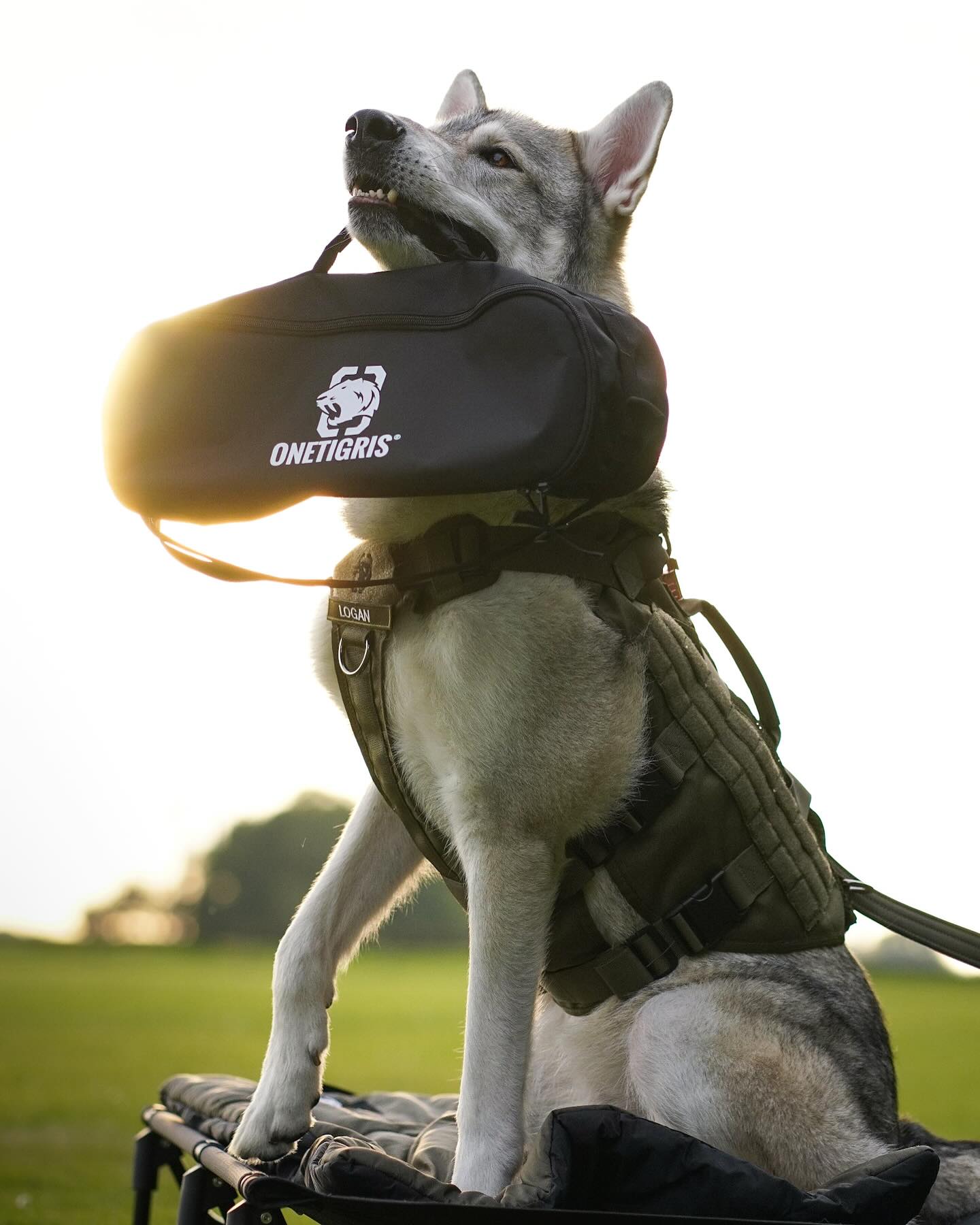ONETIGRIS DOG GEAR