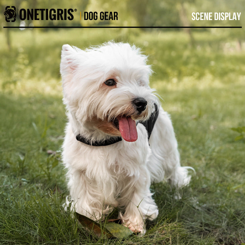 Low-angle shot of a West Highland White Terrier wearing the OneTigris FortiFur cut-resistant harness in an outdoor setting.