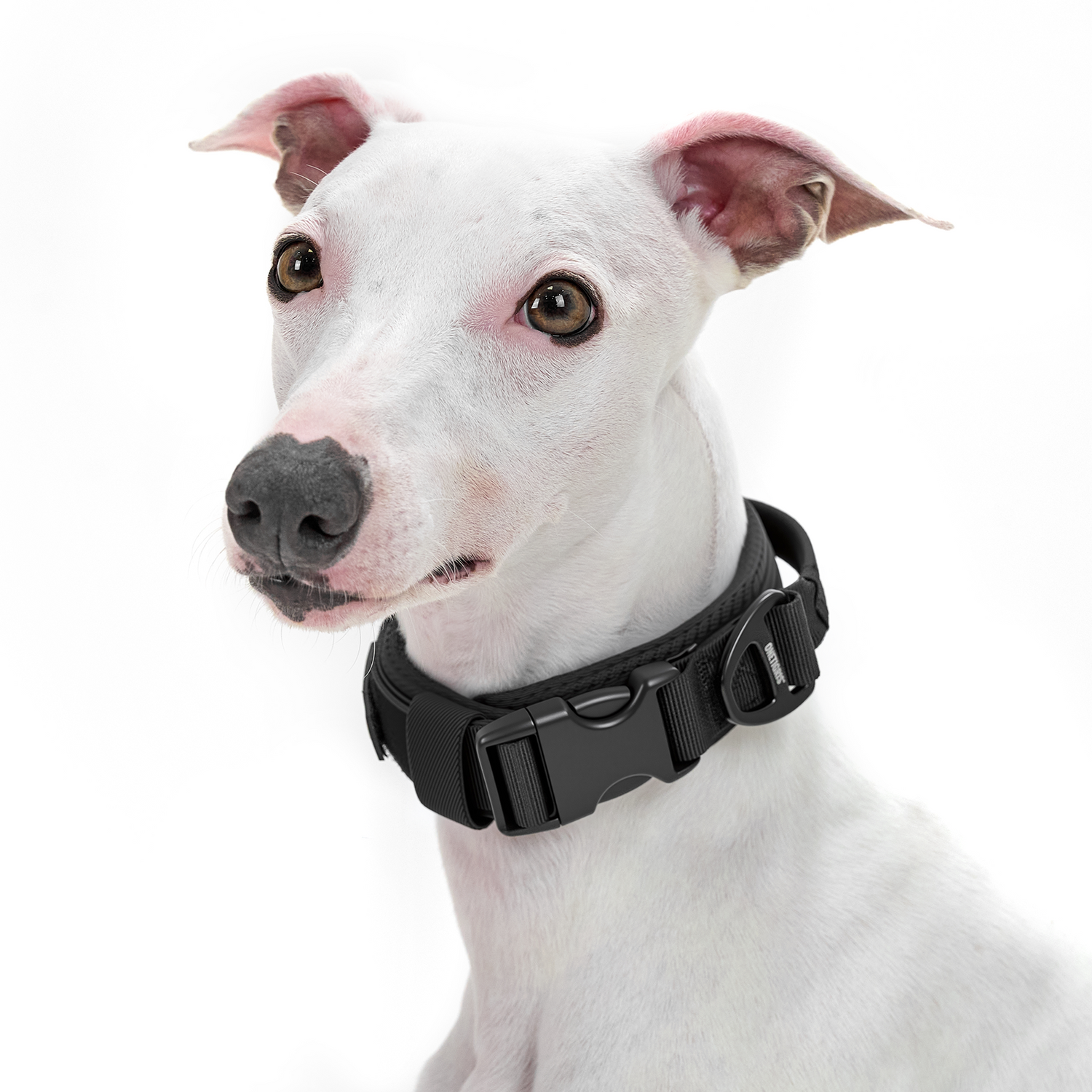 Small Dog Collar 18