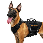 Belgian Malinois wearing a black OneTigris TITAN-FLOW tactical dog harness