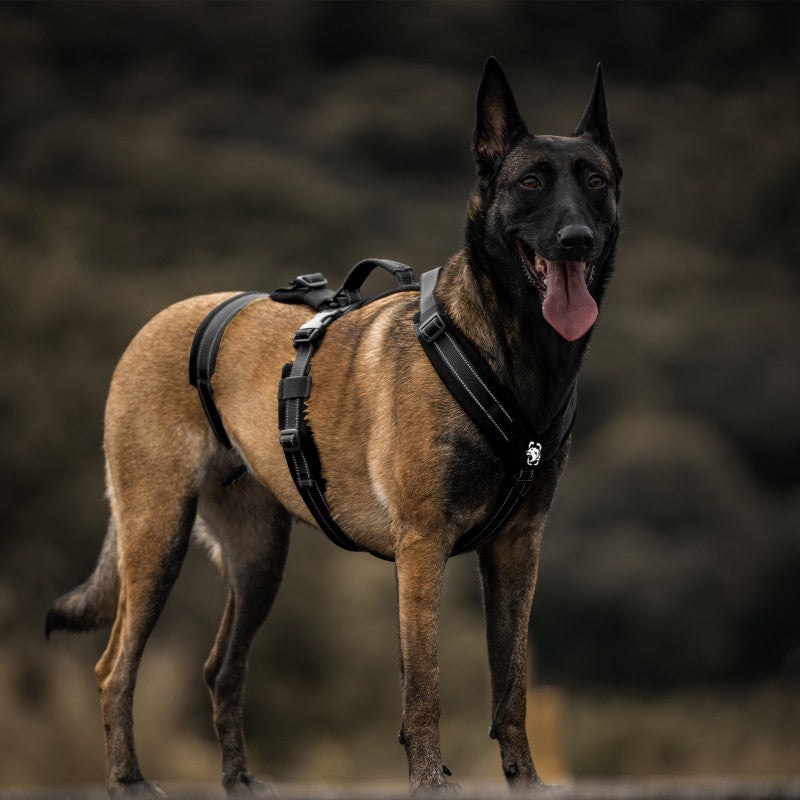 HOUNDLOCK Dog Harness – ONETIGRIS DOG GEAR