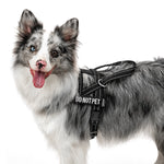Blue merle dog wearing a black OneTigris HALO padded reflective harness