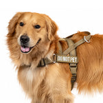 Golden Retriever wearing a coyote brown OneTigris HALO reflective dog harness
