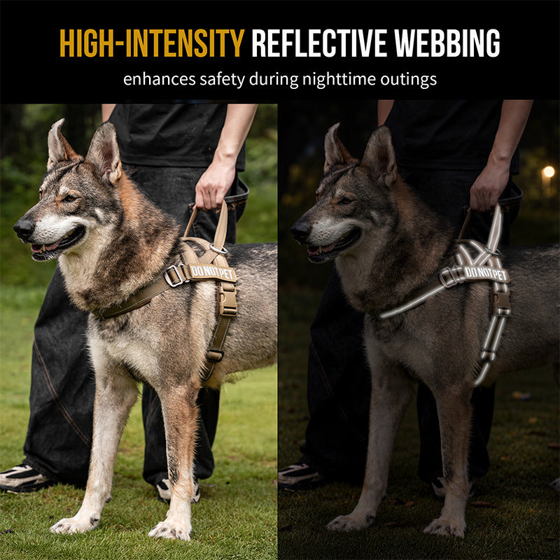 HALO reflective dog harness visibility during a low-light nighttime walk