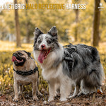 Small and medium dogs wearing OneTigris HALO padded reflective harnesses outdoors