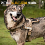 Large dog wearing a coyote brown HALO reflective harness outdoors