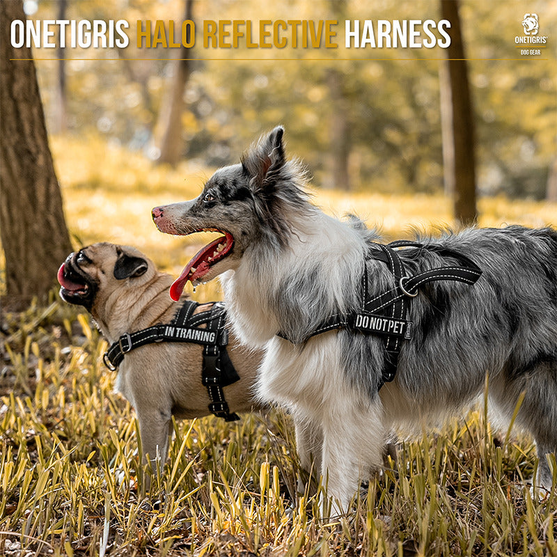 Pug and blue merle dog wearing HALO reflective harnesses on a forest walk