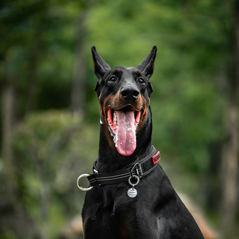 Martingale Dog Collar 19