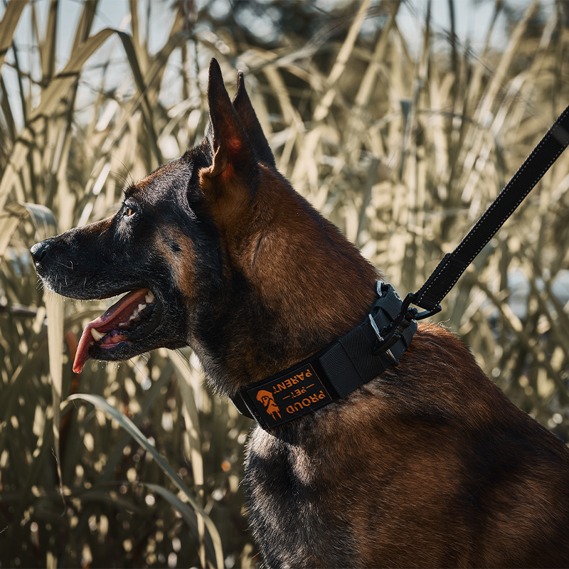 OneTigris Hunde Halsband mit Metallschnalle für Hunde (Schwarz, M OneTigris Hunde Halsband mit Metallschnalle für Hunde (Schwarz, M
