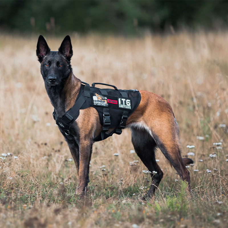 AIRE Mesh Dog Harness