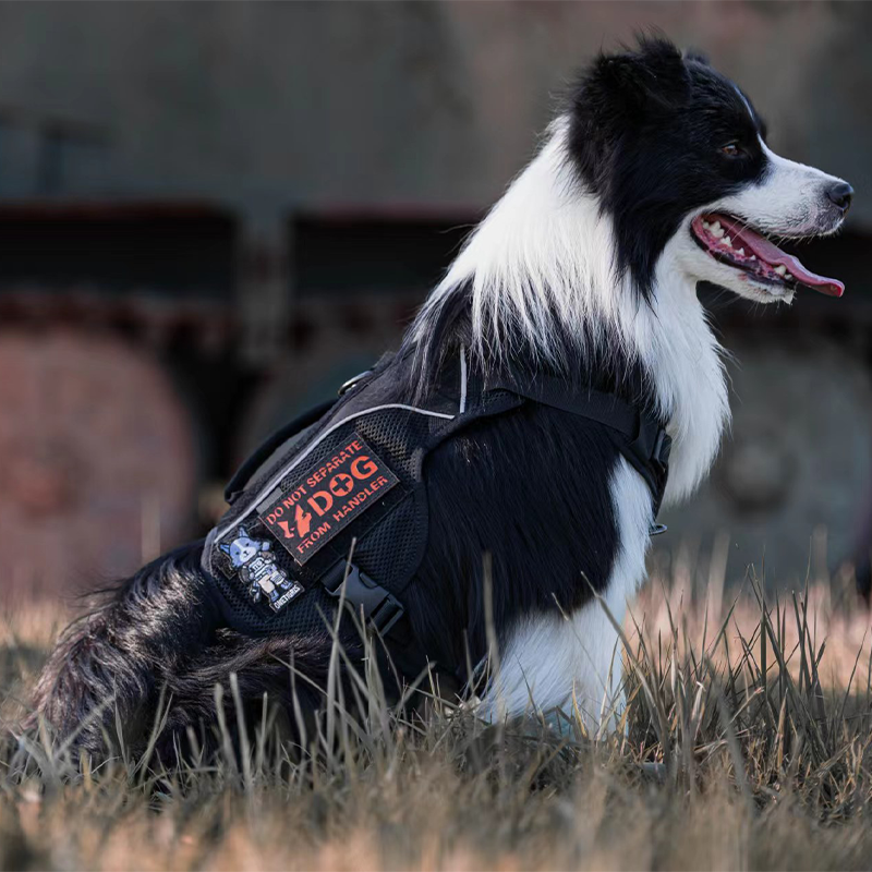 COMET’S TAIL Dog Harness