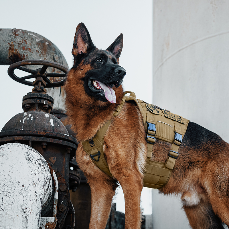 German Shepherd wearing Coyote Brown OneTigris TORPEDO tactical dog harness