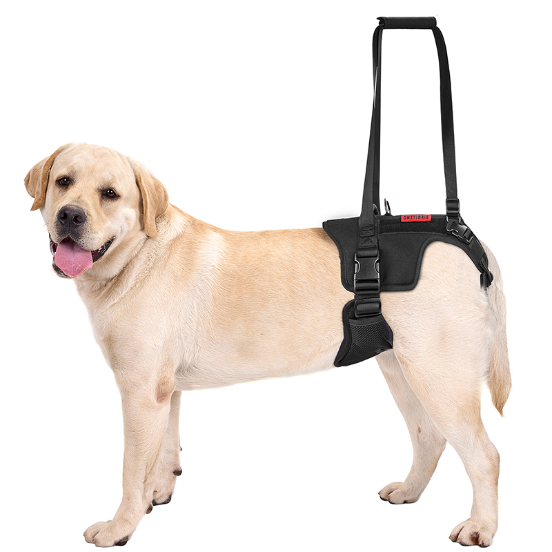 Dog lift harness for back legs